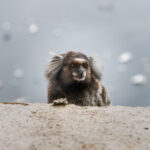 Silkesapa i Rio de Janeiro